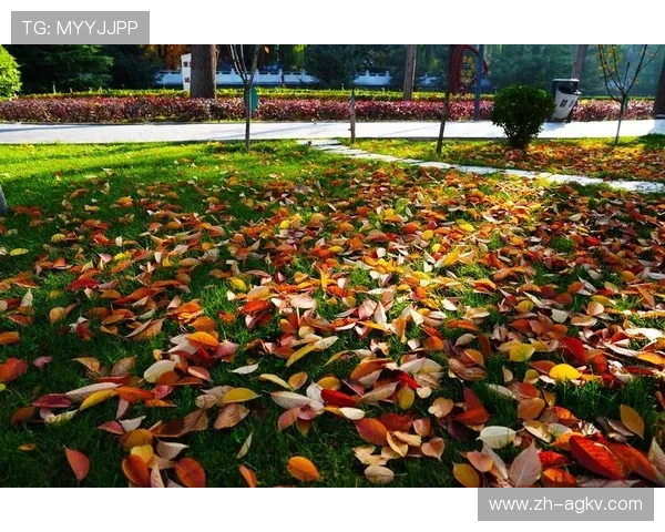 阳光草坪上的亲子足球狂想曲